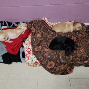 Meet your Posher, Josh